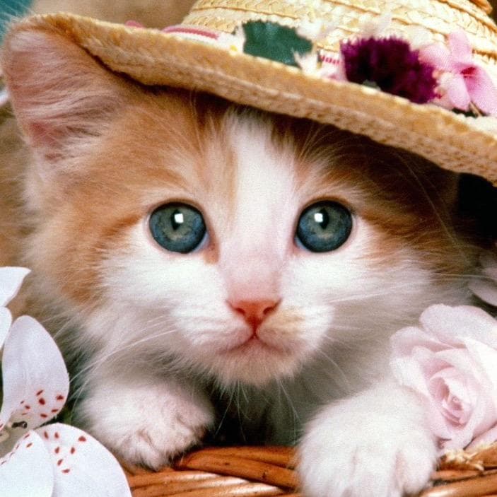 Avatar for lovepets