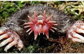 Avatar for Strange Animals