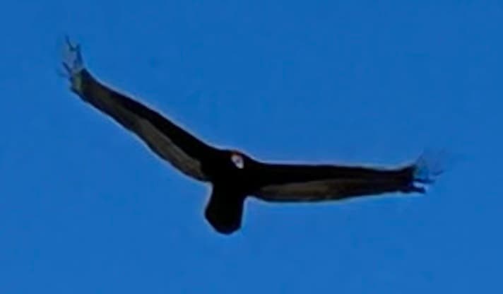 avator