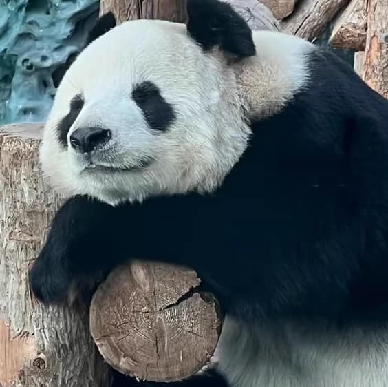 Avatar for panda