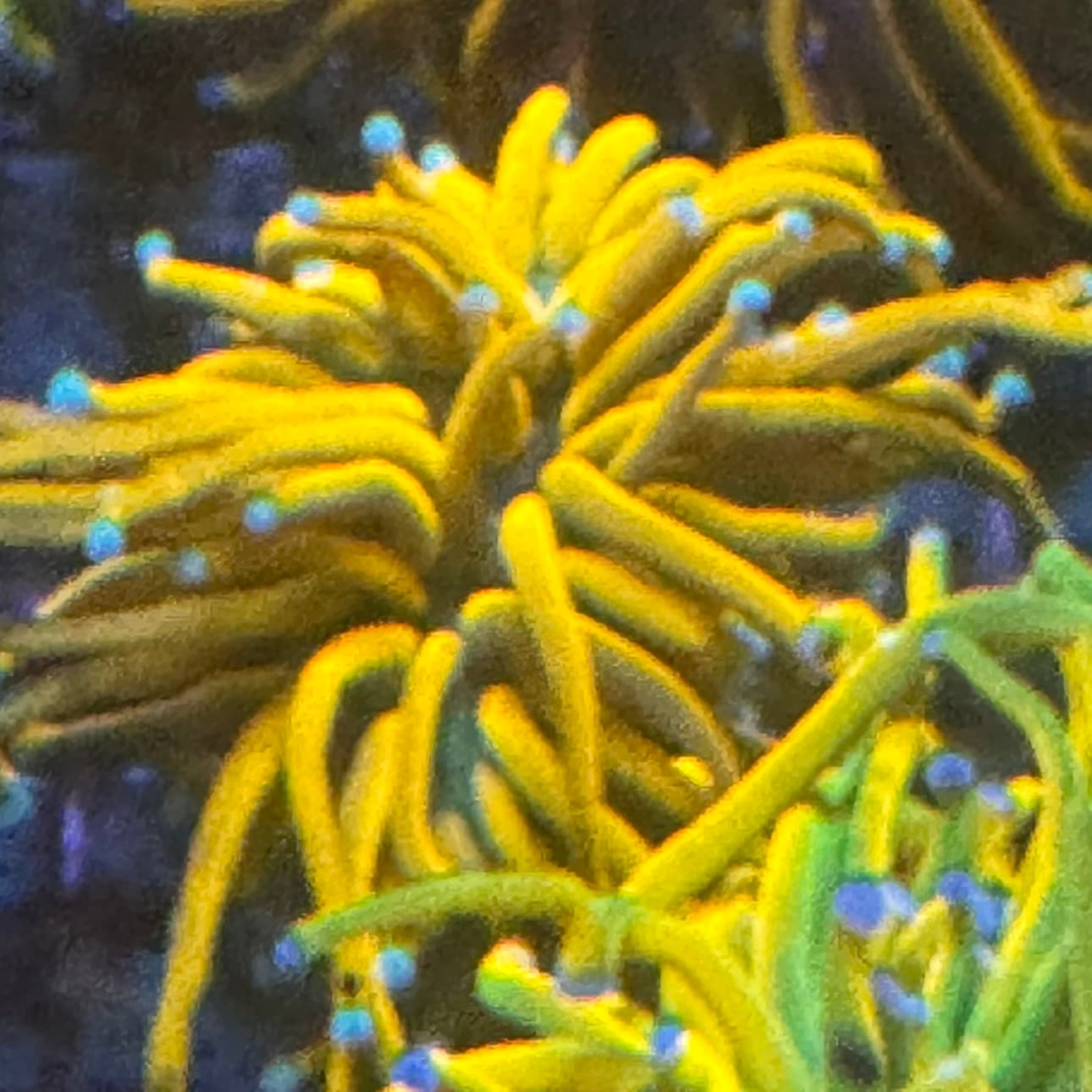 avator