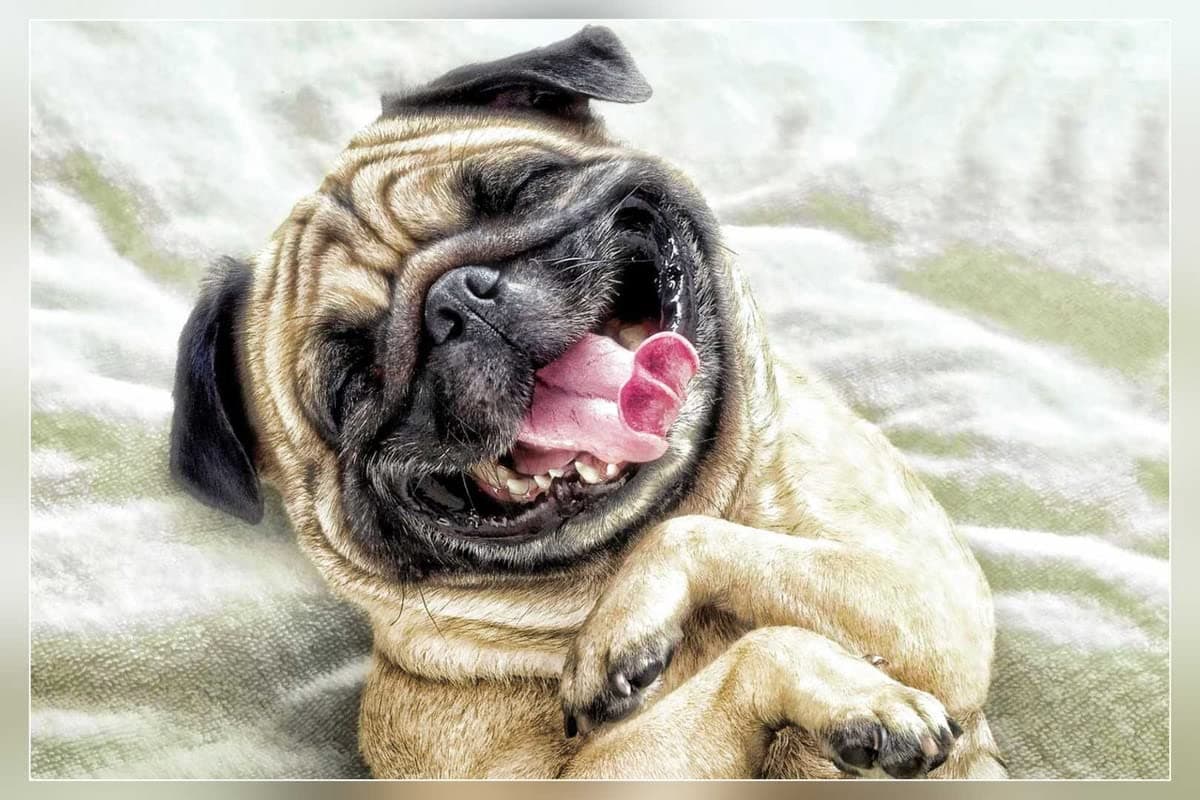 Avatar for Funny Animals