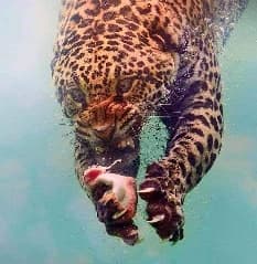 avator