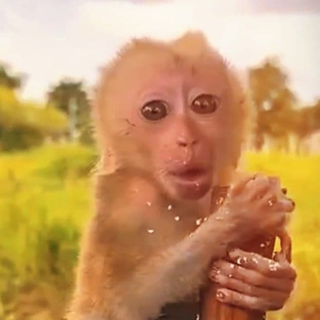 Avatar for monkeyrambo.real