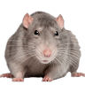 avator