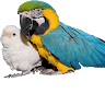 avator
