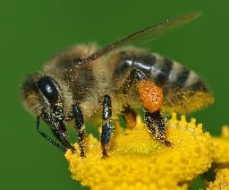 avator