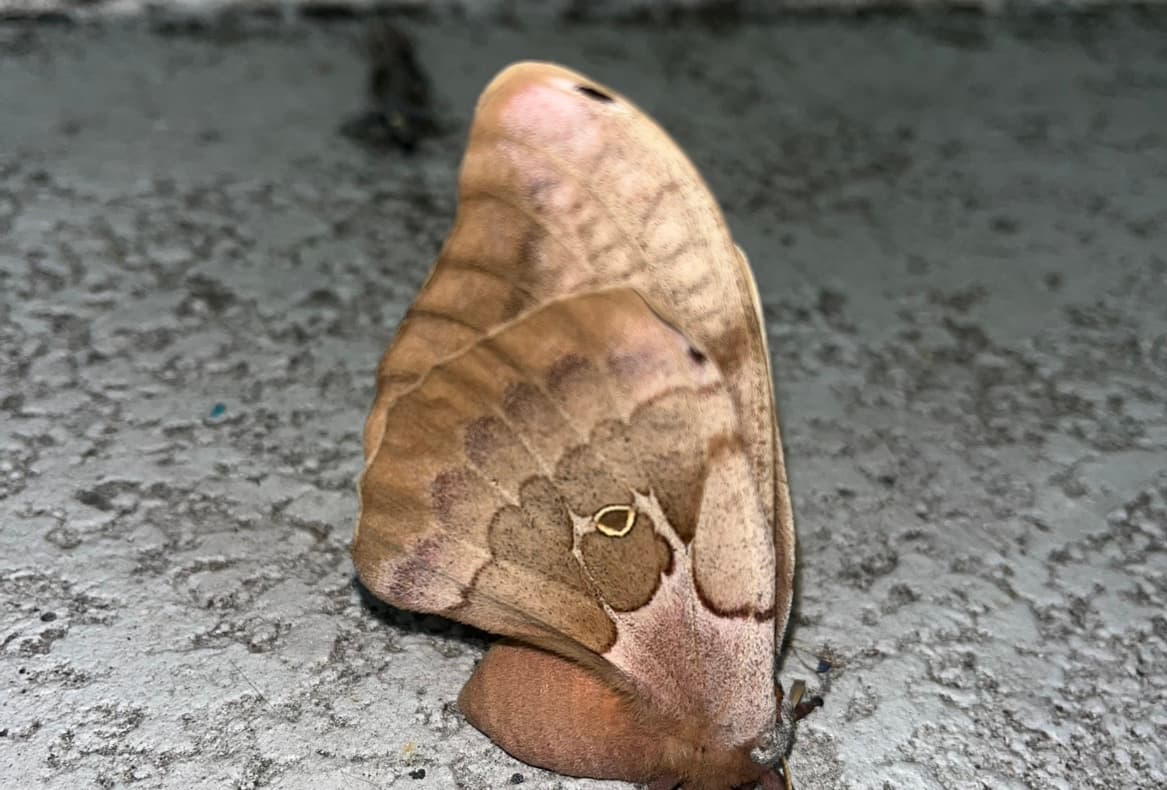 avator