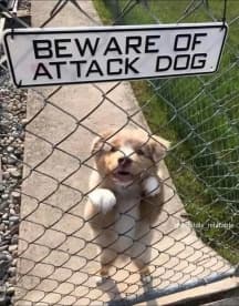 avator