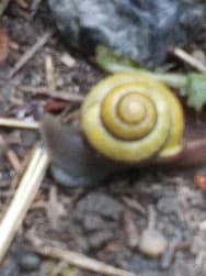 avator