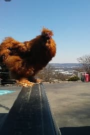 avator