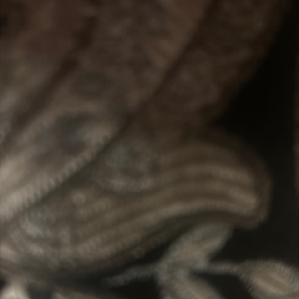avator