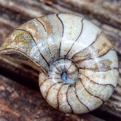 Avatar for yorkshire fossil