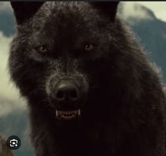 avator