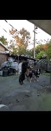 avator