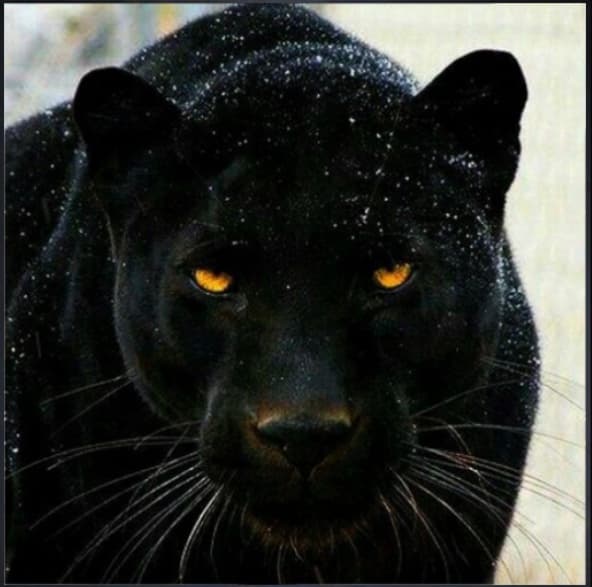 avator