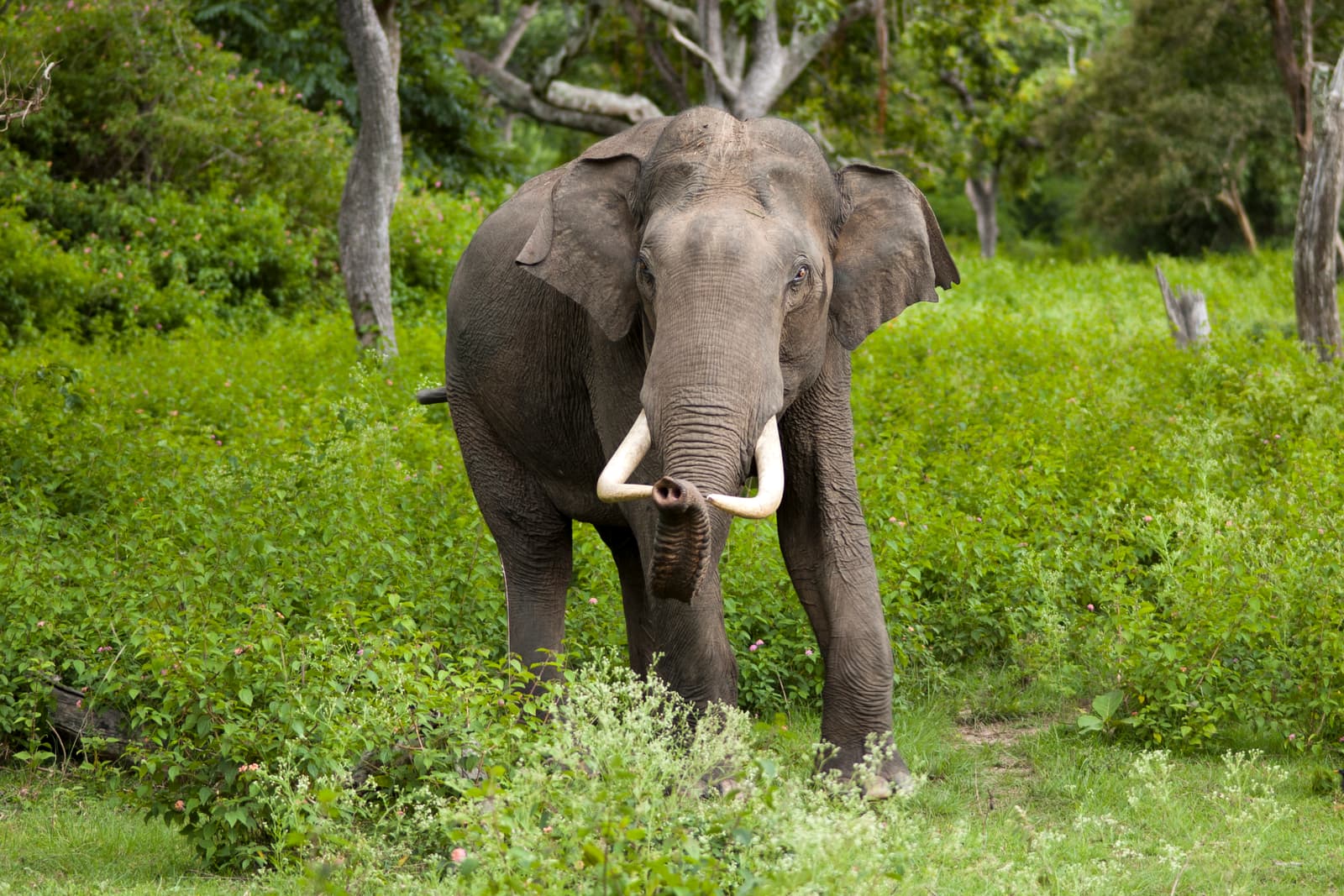 Avatar for Elephants Life