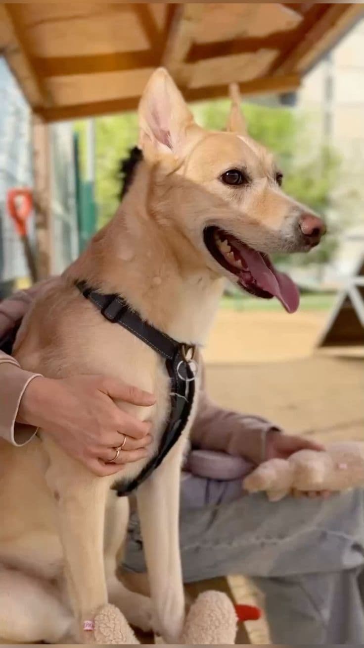 Avatar for Dog Life
