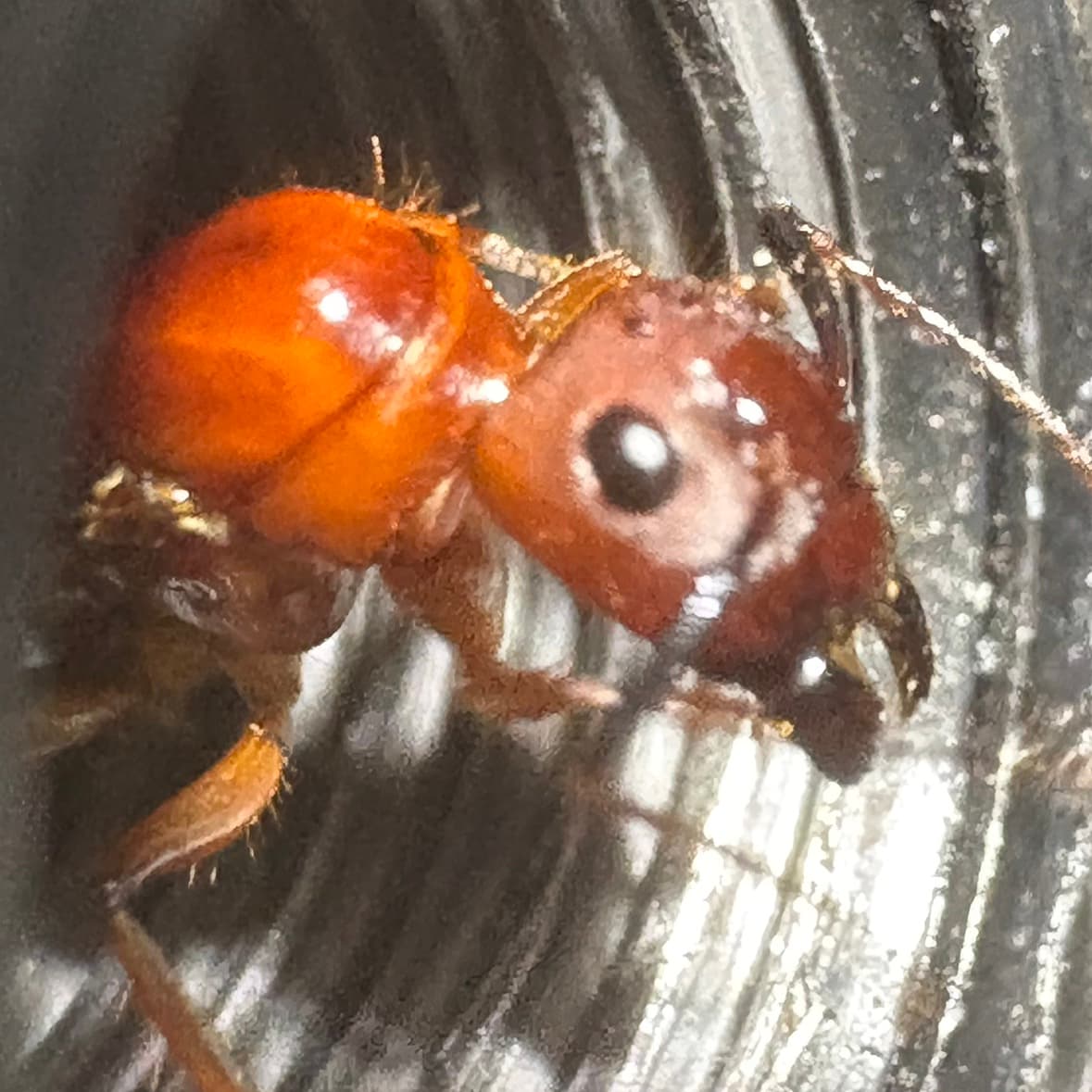 avator