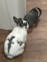 avator