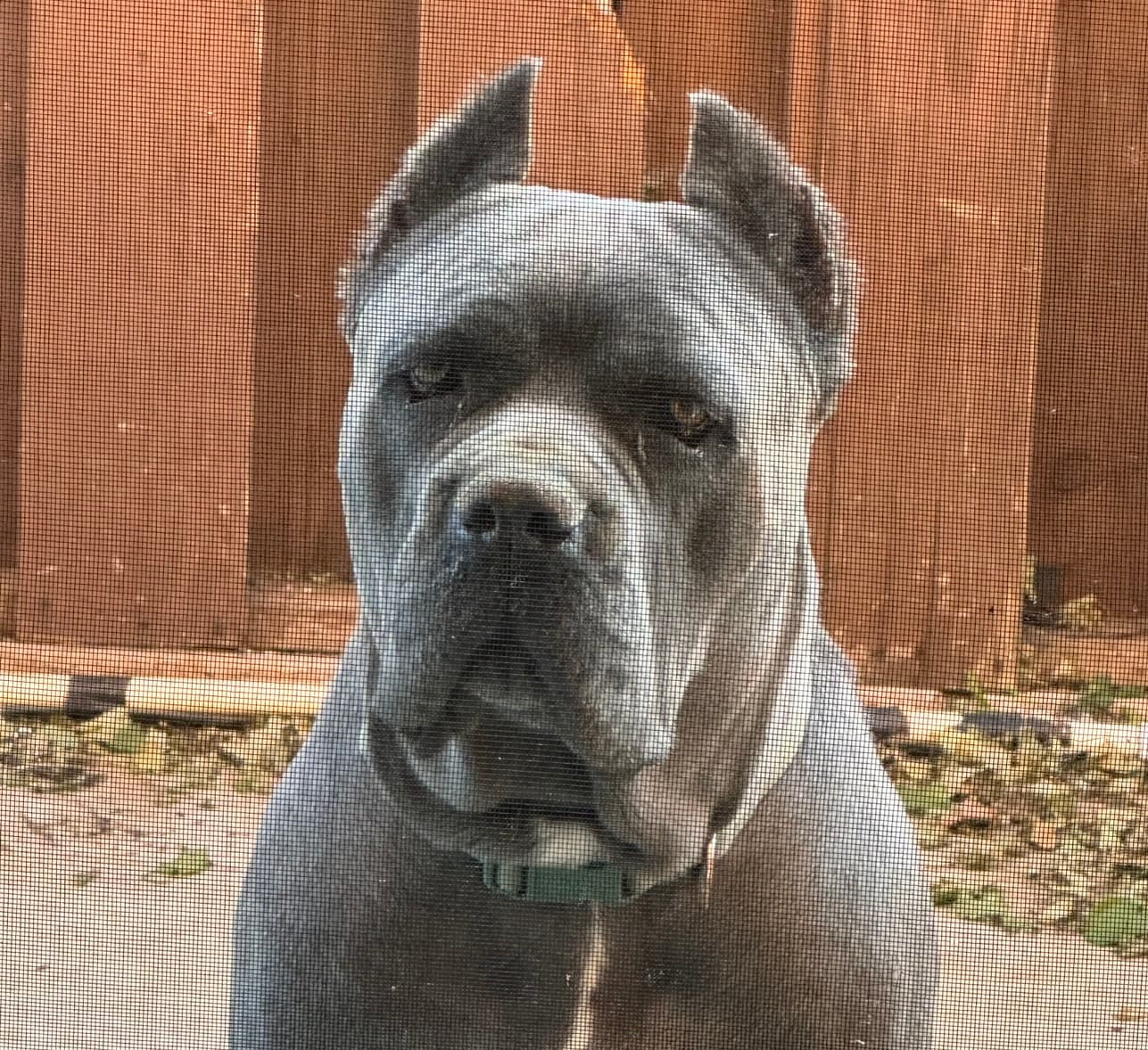 avator