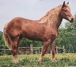 avator