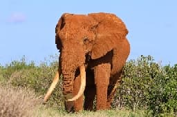 avator
