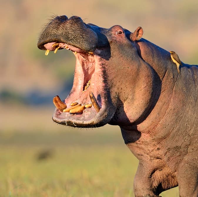 Avatar for Hipposzoo