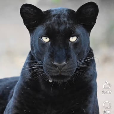 avator