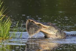 avator