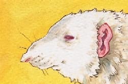 avator
