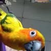 avator