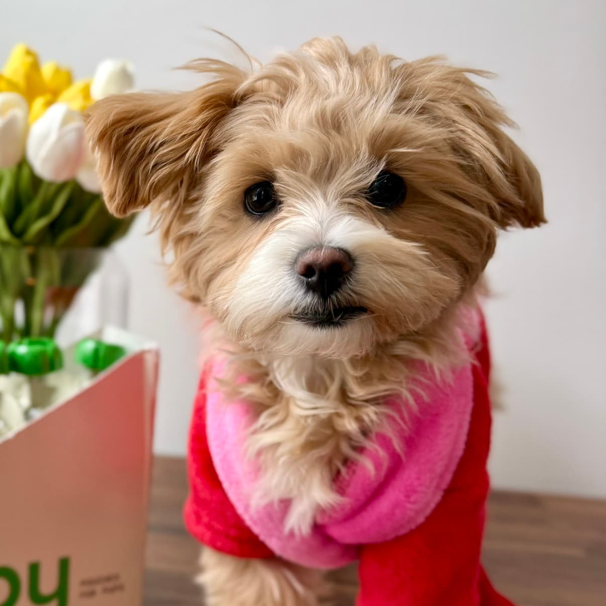 Avatar for Mishka The Maltipoo