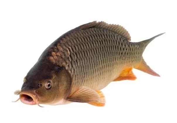 avator