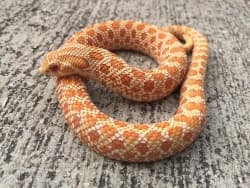 avator