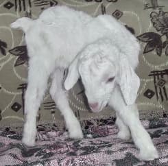 avator