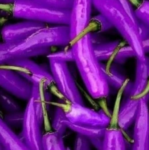 avator