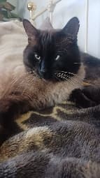 avator