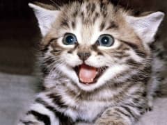 Avatar for DailyMeow