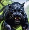 avator