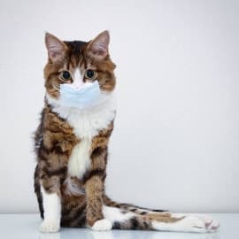 Avatar for Miaow 