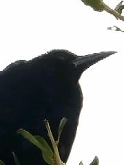 Avatar for JustAnotherCasualty