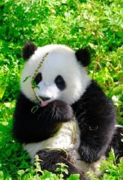 Avatar for Pan Da