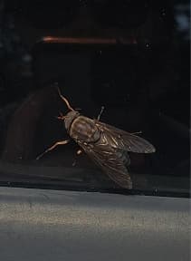 avator