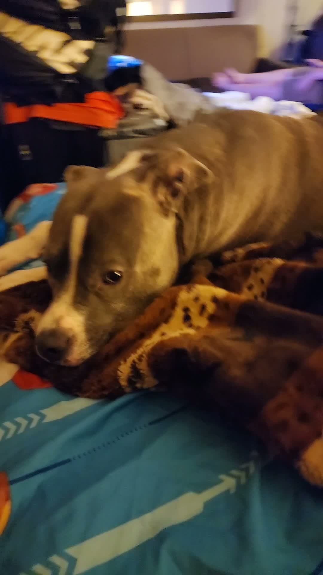 cover for Babygirl worn out from that last walk....