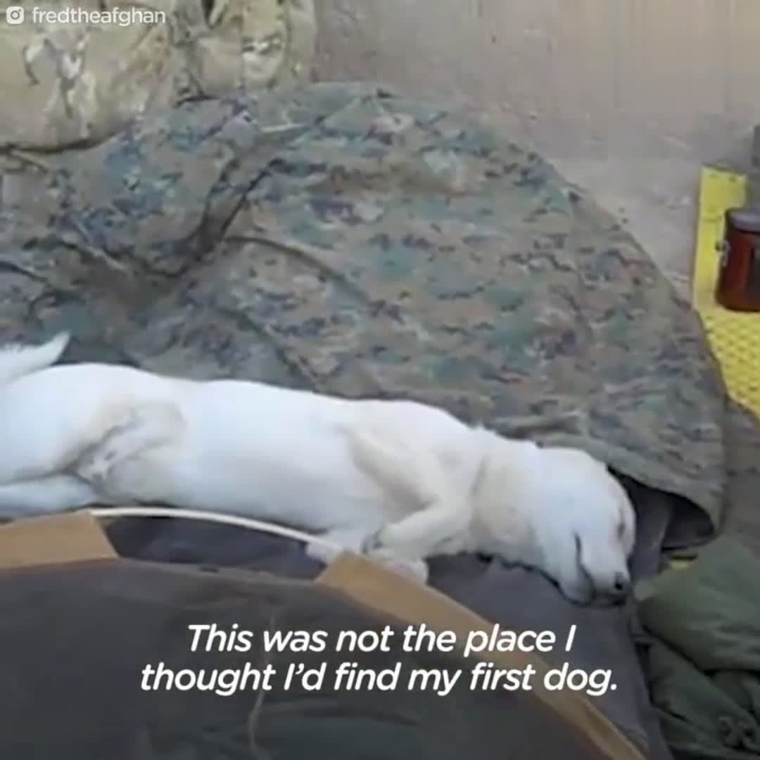 cover for Marine Rescues Stray Dog In AfghanistanThis Marine found a very special stray dog in Afghanistan — and made it his mission to get him home safe 💞