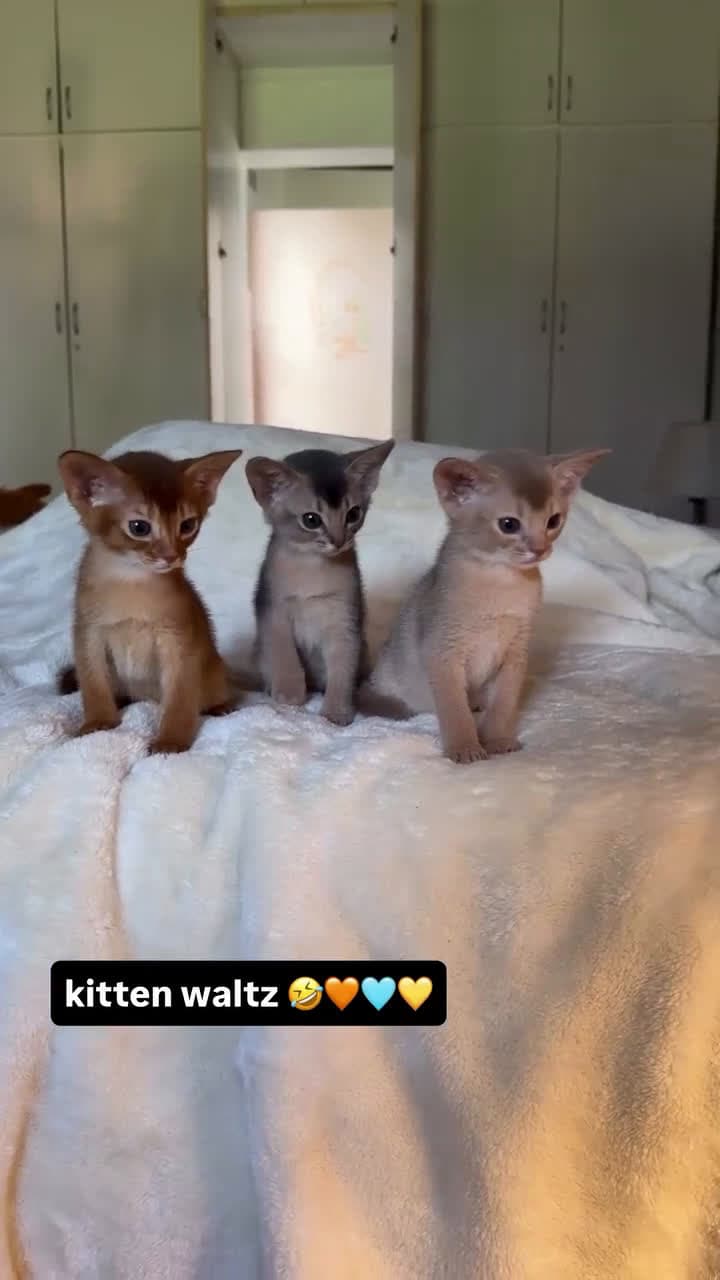 cover for Kitten Waltz: this tiny dancer steals the show 😻 #Kitten #CatDance #CuteCats #Waltz