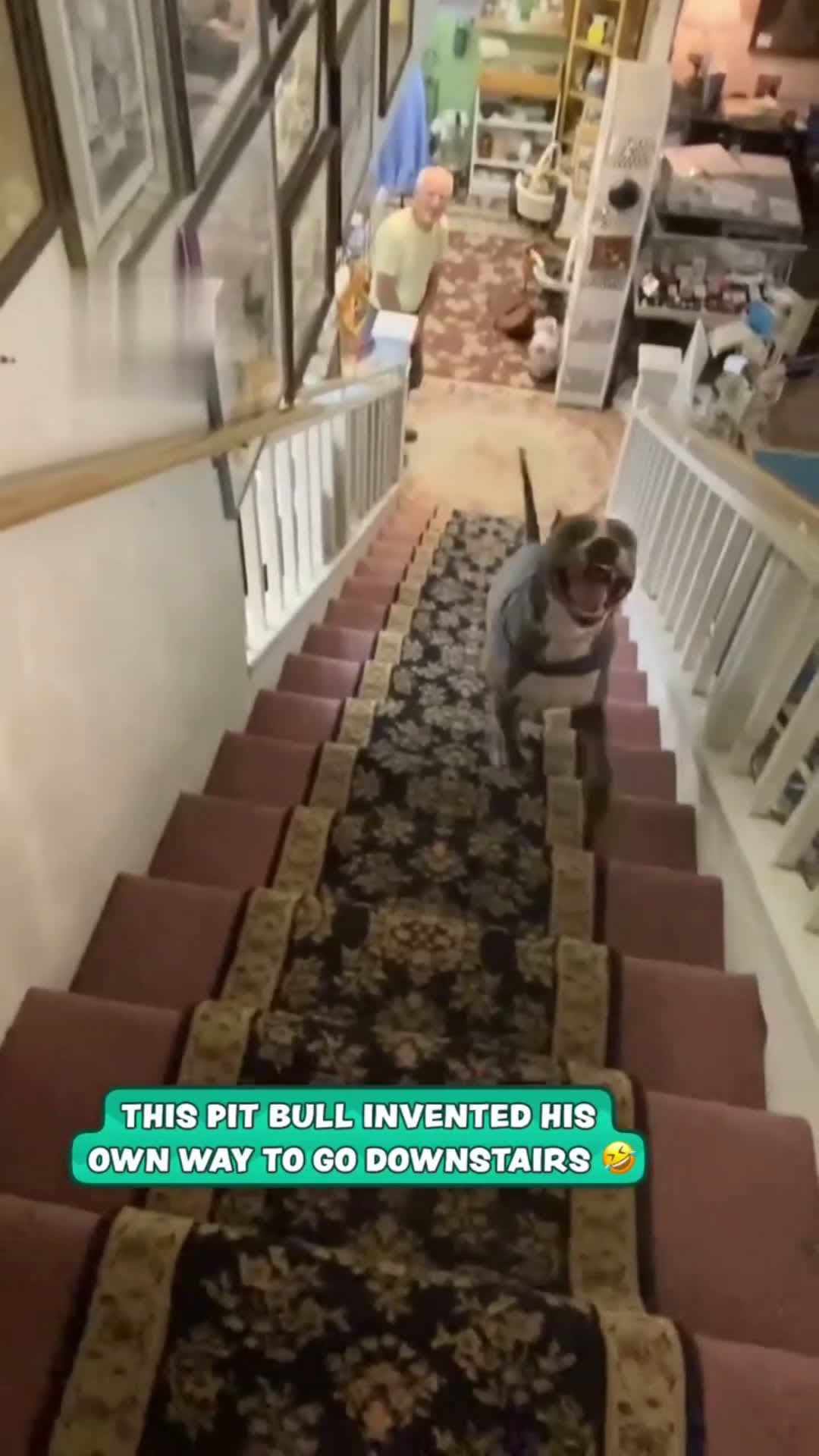 cover for Pit Bull Slides Sideways Down StairsLiving his best life 🤣