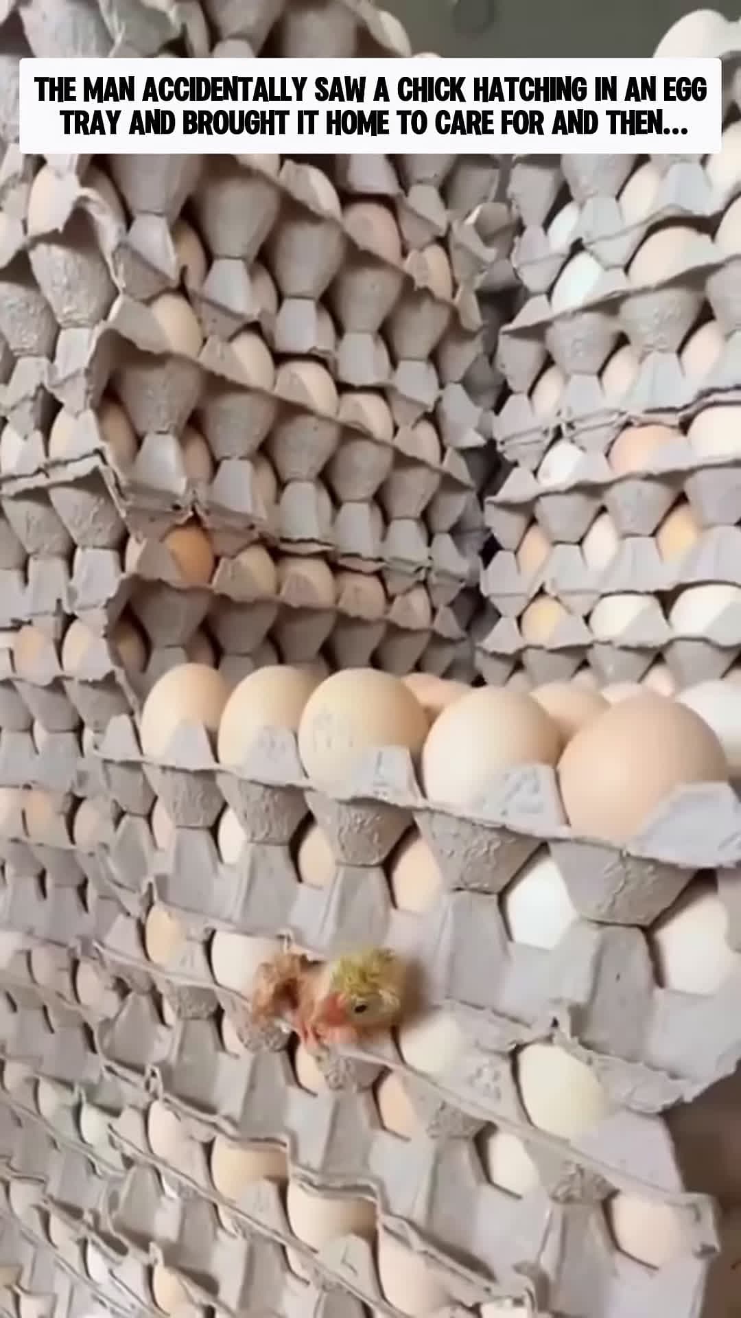 cover for The man accidentally saw a chick hatching in the egg tray and then animalshorts