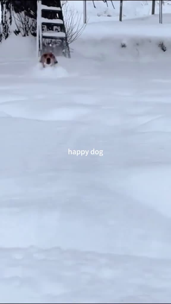cover for Funny dogs  #funny  #funnyvideos  #funniestvideoonmyphone